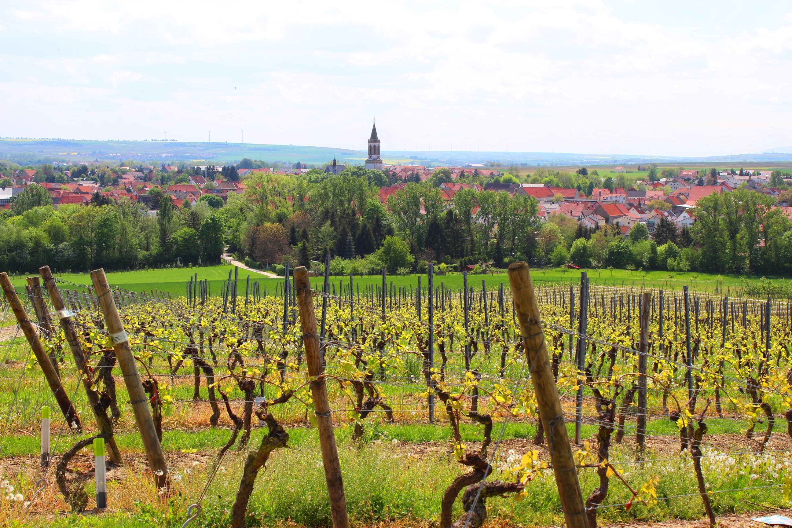 Weinberge im Frühling mit Blick auf Gau-Odernheim und den Petersberg
