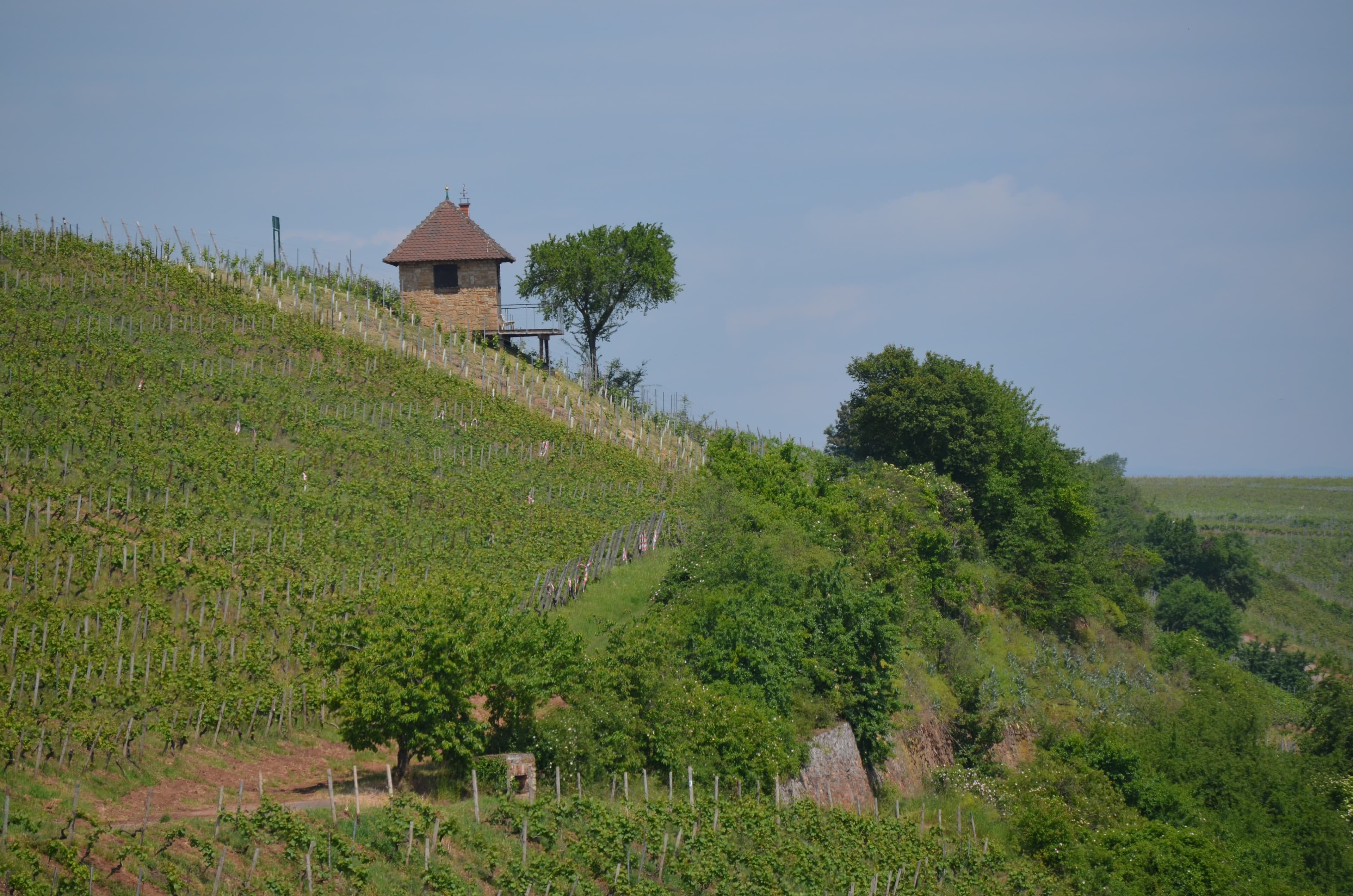 Blick vom Brudersberg über die Weinberge bei Nierstein zum Rhein