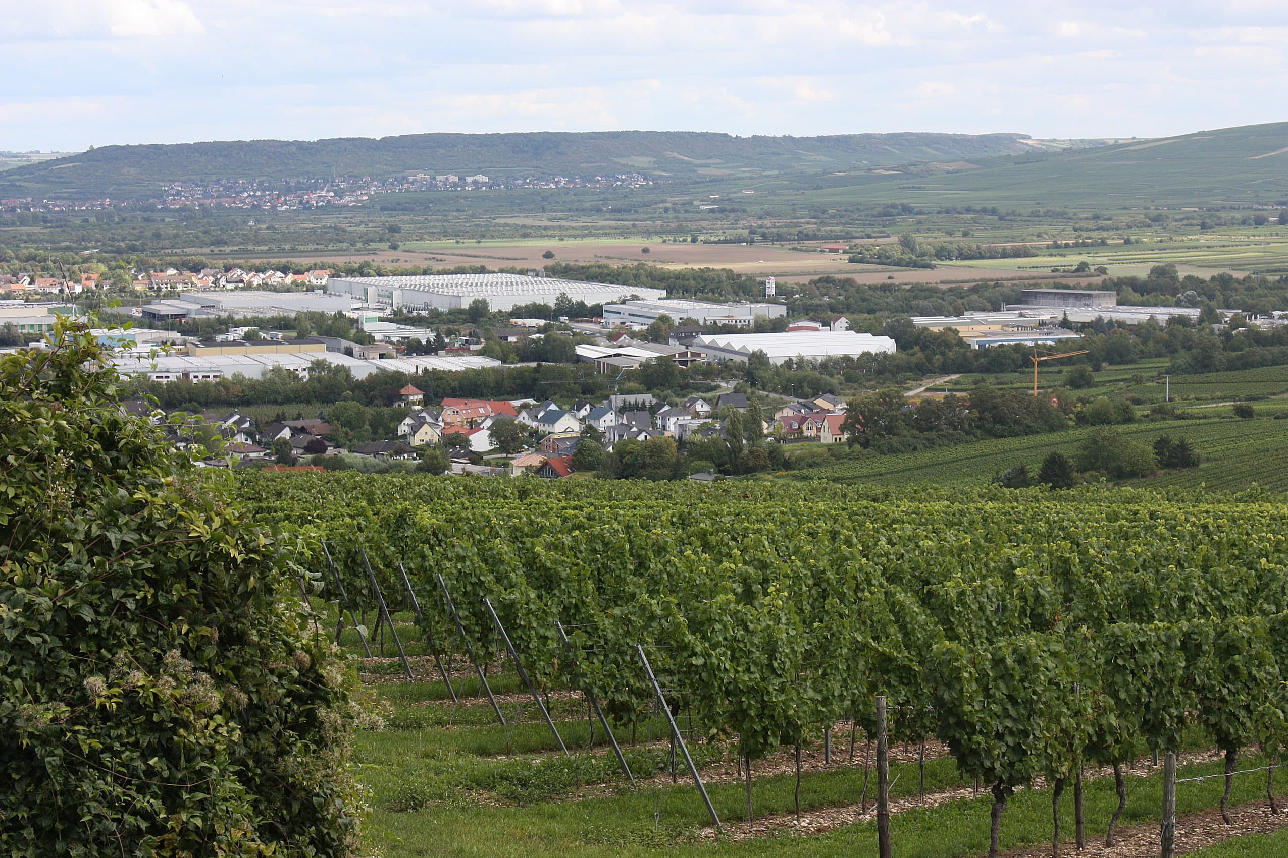 Blick vom Rochusberg über Reben nach Kempten am Rhein und zum Rheingau